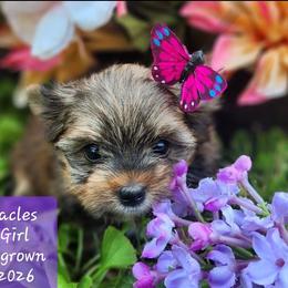 Malibu - Gold female Yorkshire Terrier puppy in Dallas, North Carolina from Mandy's Miracles