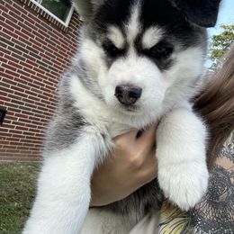 Siberian Husky Puppies from Fluffy Tail Huskies