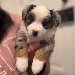 Cannoli - Girl 3 - Blue merle female Miniature Australian Shepherd puppy in Massapequa, New York from All That Auss Mini Aussies