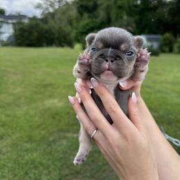 Boy 1 - Tricolors male French Bulldog puppy in Jacksonville, Florida from Jacksonville Frenchies