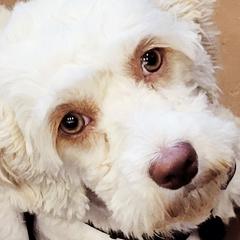 Cavapoos, Cockapoos, and Poodles from KDK Missouri Miniature Poodles