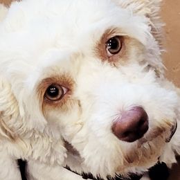 Cavapoos, Cockapoos, and Poodles from KDK Missouri Miniature Poodles