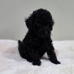 Coop (AKC) - Black male Poodle puppy in Rainbow City, Alabama from Spinks Poodles