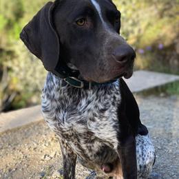 Vadim - German Shorthaired Pointer