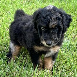 Aussiedoodles from A Doodle’s Tail