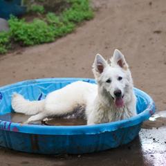 Hela - Berger Blanc Suisse