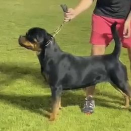Ela - Rottweiler