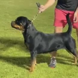 Ela - Rottweiler