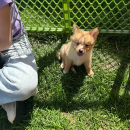 Girl #1 Poppy - Orange parti Pomeranian puppy in Syracuse, New York from Rios Pomimo Puppies