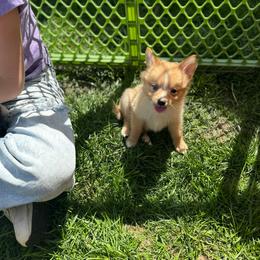 Girl #1 Poppy - Orange parti Pomeranian puppy in Syracuse, New York from Rios Pomimo Puppies