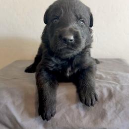 Blue - Black male German Shepherd puppy in Buckeue, Arizona from Légende Vivante Du Chief Kennel