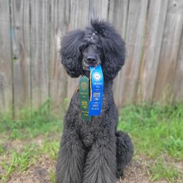 Poodles from Caelestis Poodles