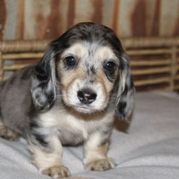 Dachshund Puppies from Rustic Bark Page's Dachshunds