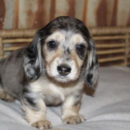 Dachshund Puppies from Rustic Bark Page's Dachshunds