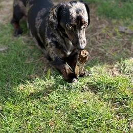 Peety - Dachshund