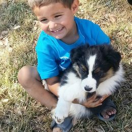 Australian Shepherd Puppies from Haulin Aussies