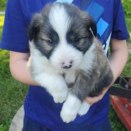 Aria (pink collar) - Brindle female Border Collie puppy in Chester, Vermont from Countryside Border Collies