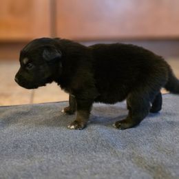 Rogue - Black tri-color male Australian Shepherd puppy in Solon, Maine from Mountain Range Australian Shepherds
