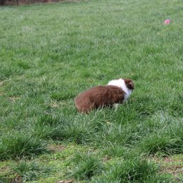 Australian Shepherd Puppies from Starlit Grove Australian Shepherds