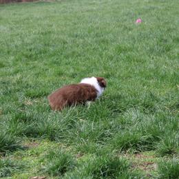 Australian Shepherd Puppies from Starlit Grove Australian Shepherds