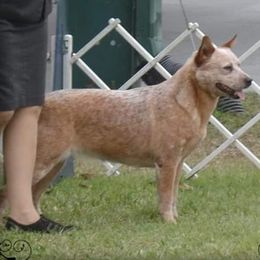 Australian Cattle Dogs from Mystic DK Australian Cattle Dogs