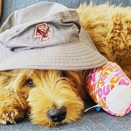 "English Goldendoodle Puppy from Moss Creek Goldendoodles" Goldendoodle and Schnoodle Puppies from Moss Creek Goldendoodles