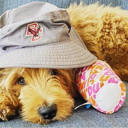 "English Goldendoodle Puppy from Moss Creek Goldendoodles" Goldendoodle and Schnoodle Puppies from Moss Creek Goldendoodles