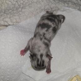 Tinsel - Blue merle female Pomeranian puppy in Angleton, Texas from Pomeranian Palace, LLC