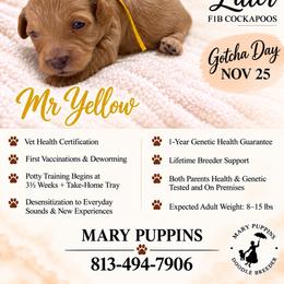 Mr Yellow - Buff and white male Cockapoo puppy in Tampa, Florida from Mary Puppins