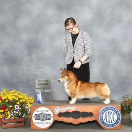 Magic - Pembroke Welsh Corgi