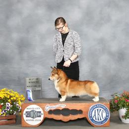 Magic - Pembroke Welsh Corgi