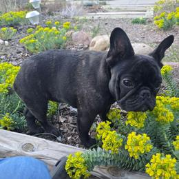 Gold-Sierra Sybil - Brindle female French Bulldog puppy in Santa Fe, New Mexico from ZiaLine French Bulldogs