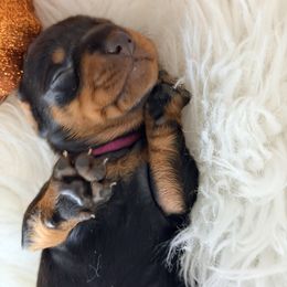 Sally (pink) - Black and tan female Dachshund puppy in Loris, South Carolina from Dogwood Mountain Dachshunds
