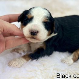 Cookies & Cream - Tri-color male Bernedoodle puppy in Colorado Springs, Colorado from Mercy Mountain Bernedoodles