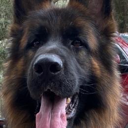 Zeus Team Zilber Wasserfall - Black and red male German Shepherd puppy in Bushnell, Florida from Central Florida Shepherds