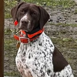 Mocha - German Shorthaired Pointer