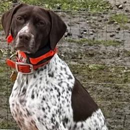 Mocha - German Shorthaired Pointer