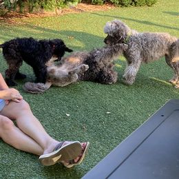 Portuguese Water Dog Puppies from Bayswater Portuguese Water Dogs