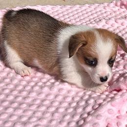 Sophie - Sable female Pembroke Welsh Corgi puppy in Blair, Wisconsin from Sandy’s Pet Grooming and Boarding & AKC Corgis