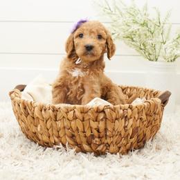 Kiara - Purple Collar - Apricot female Goldendoodle puppy in Arlington, Washington from Anderson Goldendoodles