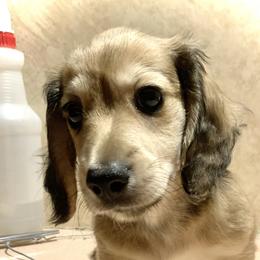 Duke - Cream male Dachshund puppy in Saint Petersburg, Florida from Sunshine Doxie Ranch
