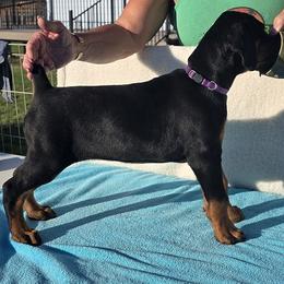 Doberman Pinscher Puppies from Von Traumhaft Shon Dobermans