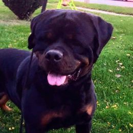 Wiko - Rottweiler