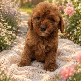 Girl 1 - Red  female Goldendoodle puppy in Haleyville, Alabama from Susan’s Prefurred Doodles