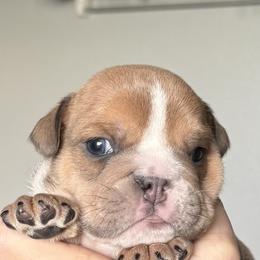 Latte - Lilac tri-color male Bulldog puppy in Medical Lake, Washington from Back Forty Boxers and Old English Bulldogs