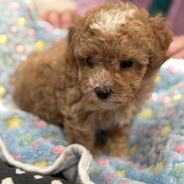 Red AKC female with white markings - Red  female Poodle puppy in Quincy, Florida from Always Best Kennels, Inc