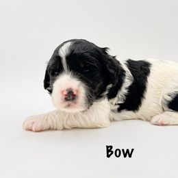 Bow - Parti female Goldendoodle puppy in Milford, Pennsylvania from Doodles Are Golden