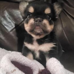 Chewy - Tricolors male French Bulldog puppy in Stockton, Missouri from Willis Family Frenchies