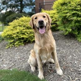 Golden Retriever puppies from Golden Retrievers of South Carolina