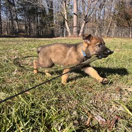 German Shepherd Puppies from Grassroots German Shepherds